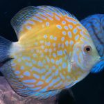 Golden Sunrise Discus photo review