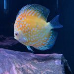 Golden Sunrise Discus photo review