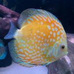 Golden Sunrise Discus photo review