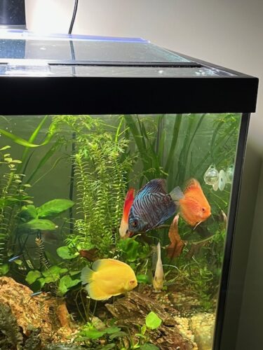 German Red Turquoise Discus, Blue Base photo review