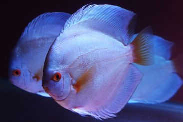 blue diamond discus blue diamond discus
