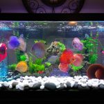 Blue Leopard Discus, Orange Base photo review