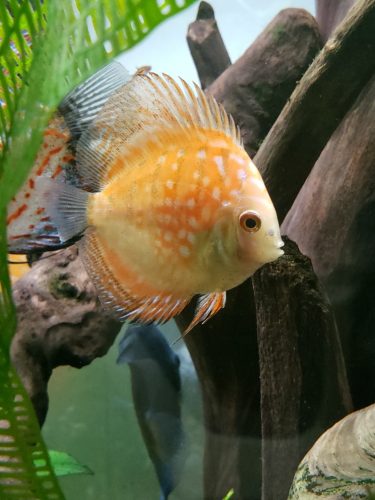 Golden Melon Throwback Discus photo review
