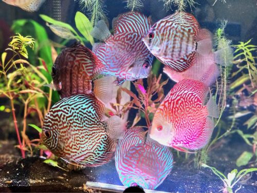 Pearl Pigeon Snakeskin Discus photo review