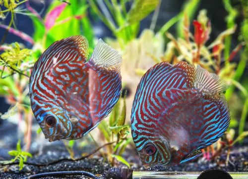 German Red Turquoise Discus, Blue Base photo review