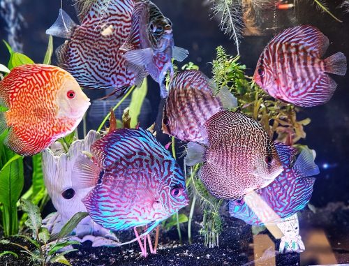 Penang Blue Knight Discus photo review
