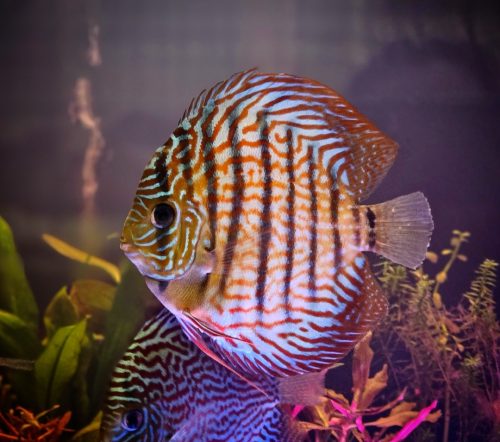 Royal Heckel Cross Discus photo review