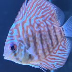 Brilliant Blue Turquoise Discus, Green Base photo review