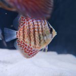 Classic Red Leopard Discus photo review