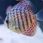 Classic Red Leopard Discus photo review