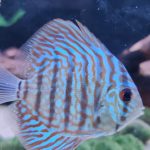 Brilliant Blue Turquoise Discus, Green Base photo review