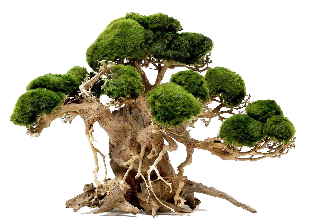 &ldquo;Ancient Stirrings&rdquo; Bonsai Driftwood 12 x 7.5 x 9&quot; | Discus.com