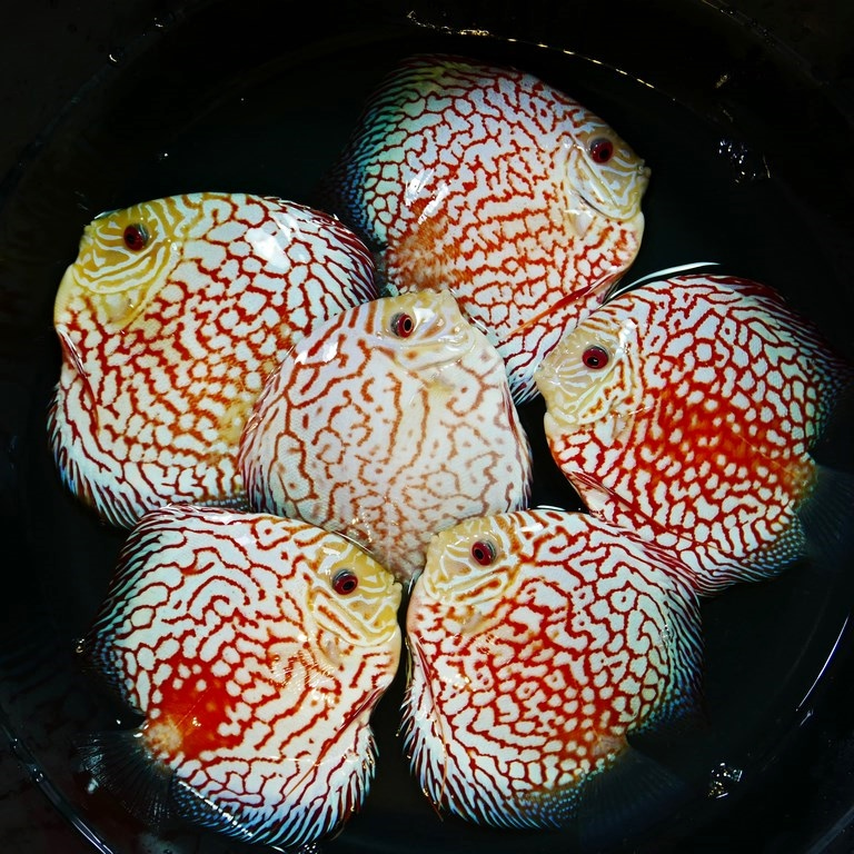 White Carnation Pigeon Discus, Loose Pattern