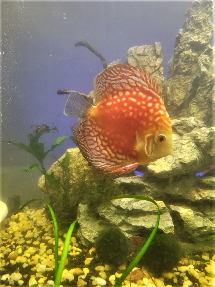 Classic Pigeon Blood Discus