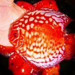 hybrid cultivated discus fish for sale
