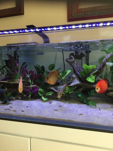 Red F1 Heckel x Alenquer Discus photo review