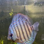 Red Turquoise Alenquer Cross Discus, Brown Base photo review