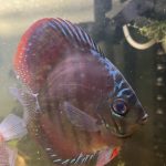 Red Turquoise Alenquer Cross Discus, Brown Base photo review
