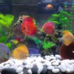 Blue Leopard Discus, Orange Base photo review