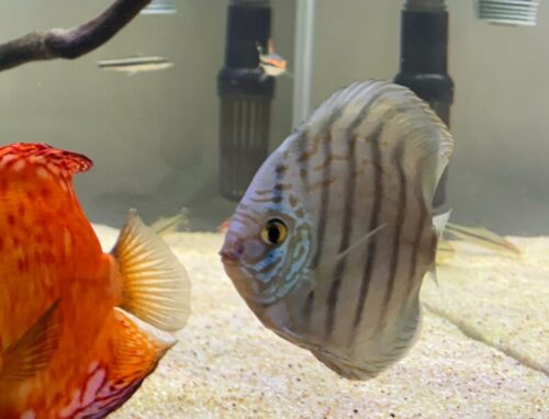 German Red Turquoise Discus, Blue Base photo review