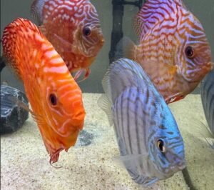 Penang Blue Knight Discus photo review