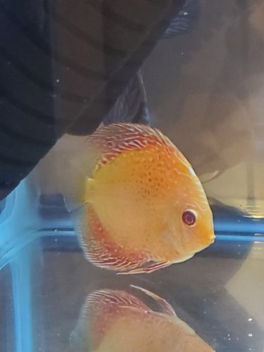 Golden Leopard Discus, Orange Base photo review