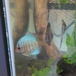 Striated Cobalt Discus photo review