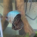 Striated Cobalt Discus photo review