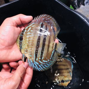wild discus fish for sale