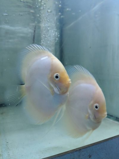 Snow White Discus Fish, Proven Breeding Pair for Sale