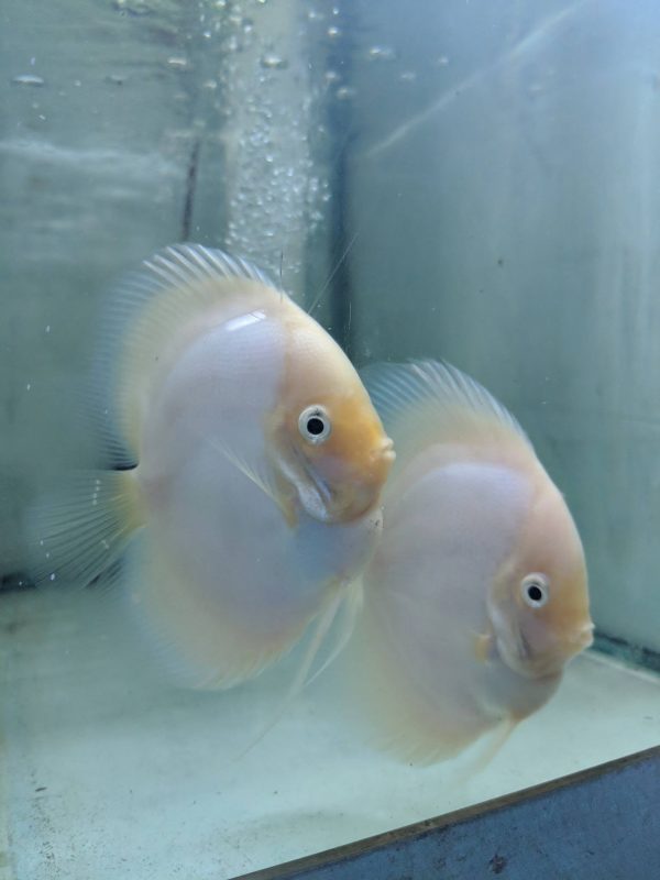 Snow White Discus Fish, Proven Breeding Pair for Sale