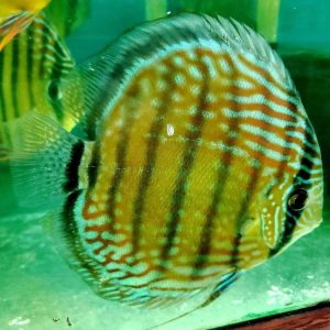 wild discus fish for sale