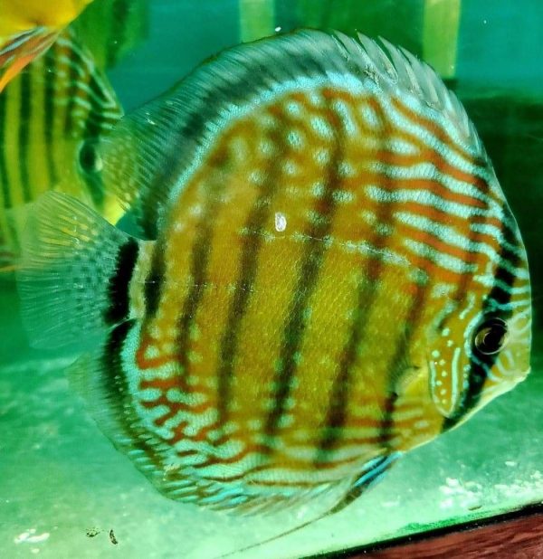 wild discus fish for sale