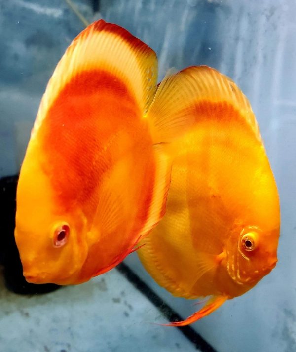 Albino Golden Melon Discus Fish, Proven Breeding Pair for Sale