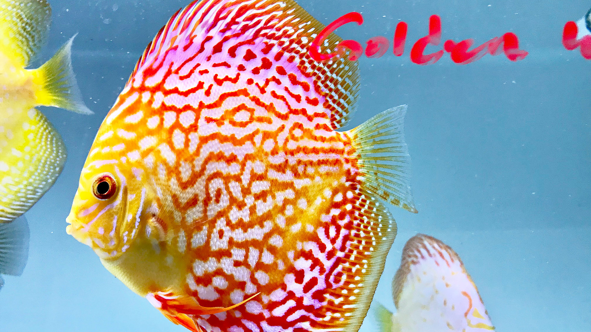 Golden Leopard Discus, Red Base | Discus.com