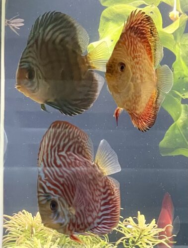 Golden Leopard Discus, Orange Base photo review