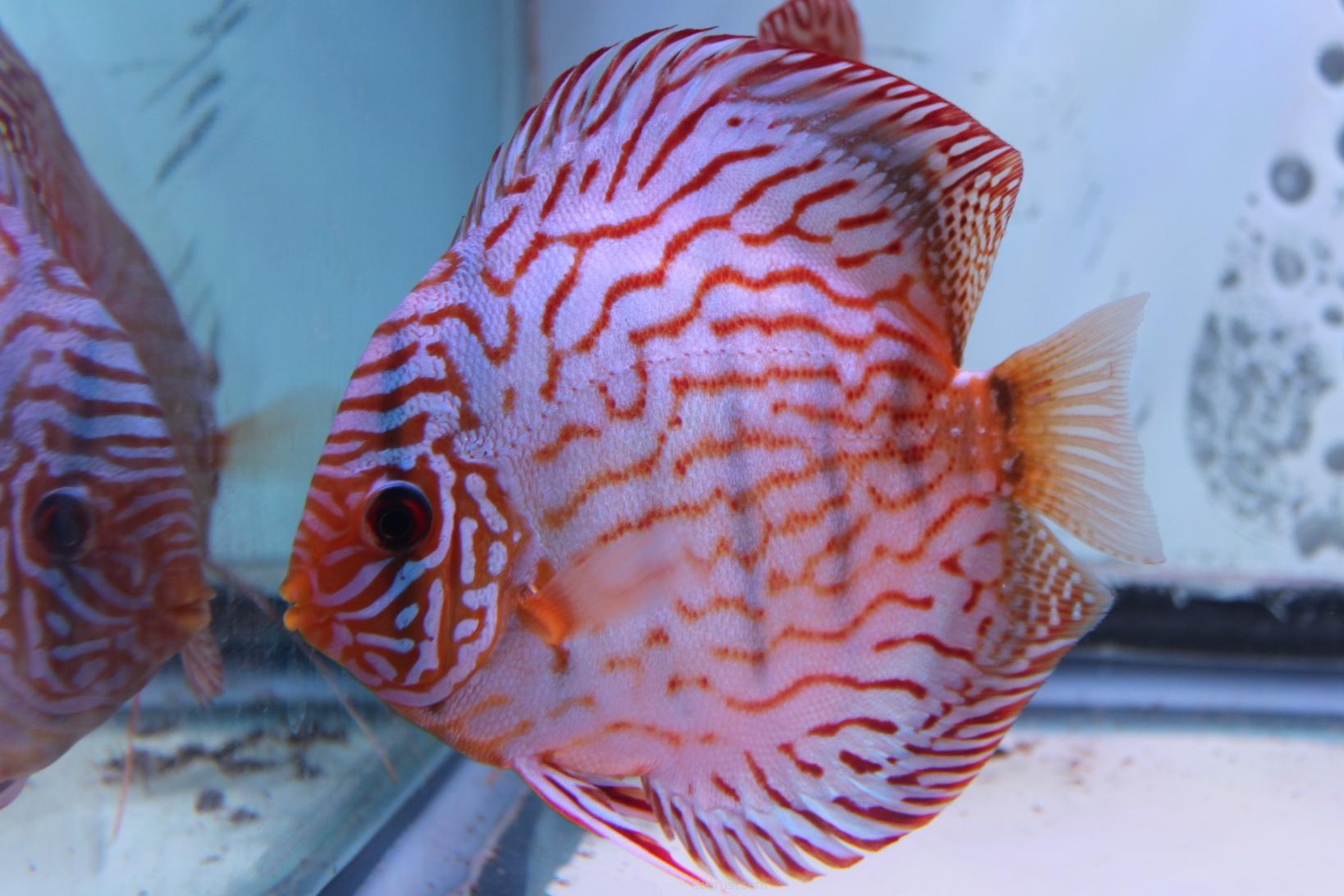 red turquoise discus