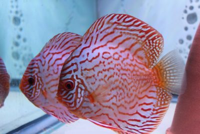 Red Turquoise Discus Fish, Proven Breeding Pair for Sale