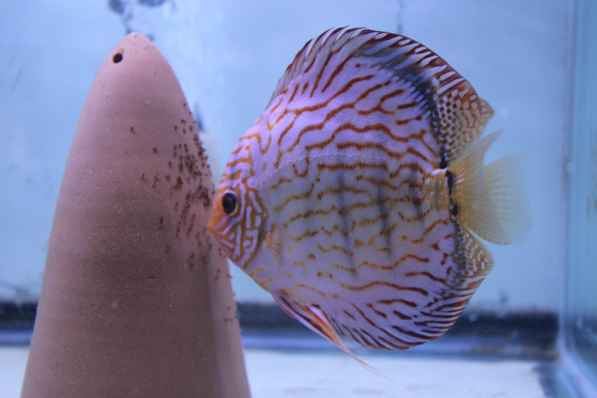 red turquoise discus red turquoise discus