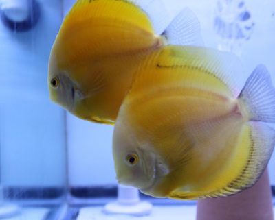 Golden Diamond Discus Fish, Proven Breeding Pair for Sale