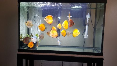 Albino Millennium Gold Discus, Striated photo review