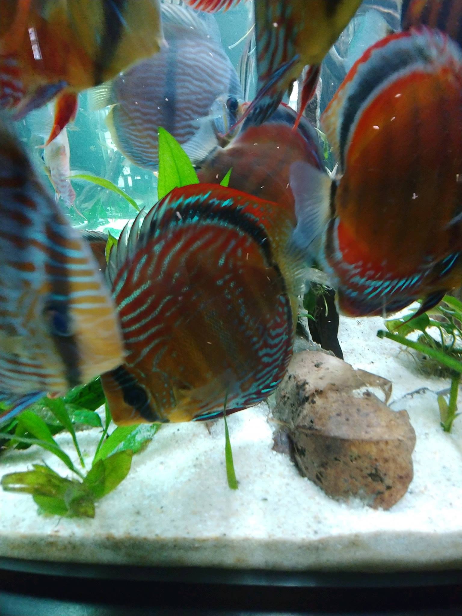 Wild Discus For Sale WildCaught, F1, LongTerm Captive