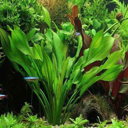 1 Assorted Common Sword Aquarium Plant 12 Pack