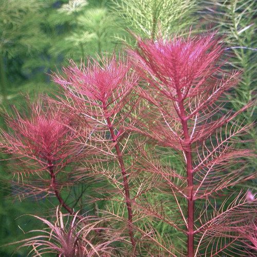 Dragonfire Foxtail Bunched Aquarium Plant Discus Com Dragonfire Foxtail Bunched Aquarium Plant Discus Com