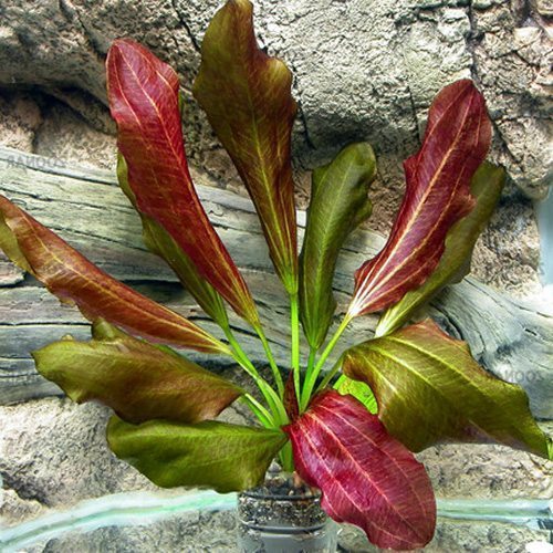 Altlandsberg Extra Large Aquarium Plant