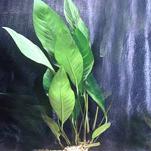 Large Anubias Frazeri