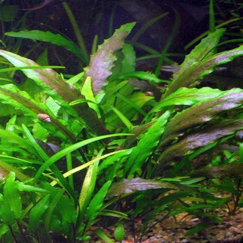 Cryptocoryne Lutea Freshwater Aquarium Plant | Discus.com