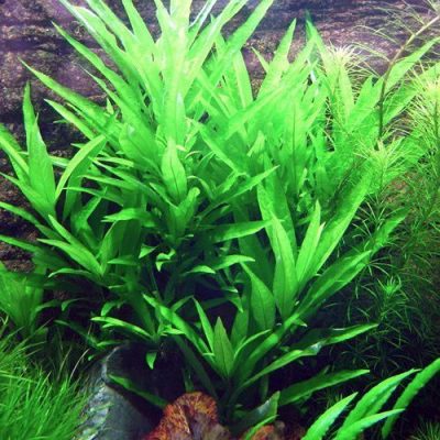 Broad-Leaf Temple Extra Large Bunched Aquarium Plant | Discus.com