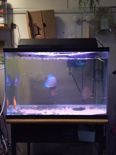 Blue Diamond Discus With Deep Blue Gene photo review