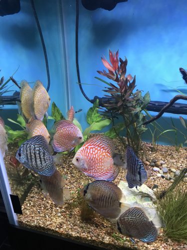 Orange Checkerboard Pigeon Discus photo review